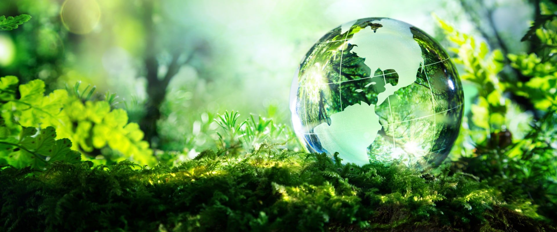 What are 3 global environmental issues?